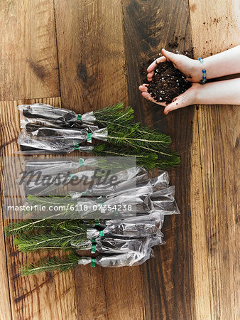 Rows of small evergreen seedlings laid on a tabletop. A child holding a handful of soil. Rows of small evergreen seedlings laid on a tabletop. A child holding a handful of soil.