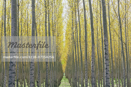 Rows of commercially grown poplar trees on a tree farm, near Pendleton, Oregon.