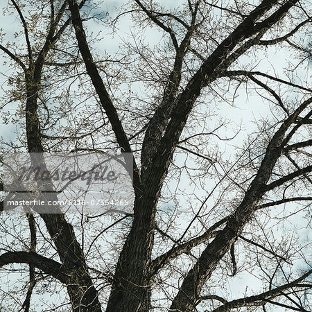 The spreading branches of a mature elm tree just as the leaves are breaking out of bud, viewed from below in Walla Walla, Oregon.