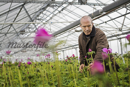 A man working in an organic plant nursery glasshouse in early spring.