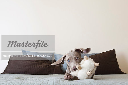 A Weimaraner puppy playing on a bed with stuffed toy in its mouth