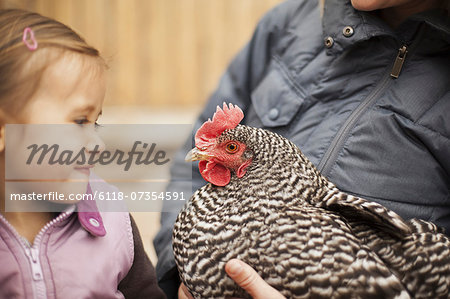 A woman in a grey coat holding a black and white chicken with a red coxcomb under one arm. A young girl beside her holding closely at the chicken.