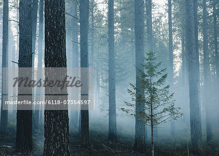 A controlled forest burn, a deliberate fire set to create a healthier and more sustainable forest ecosystem. The prescribed burn of forest creates the right condition for regrowth.