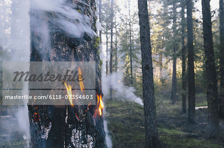 A controlled forest burn, a deliberate fire set to create a healthier and more sustainable forest ecosystem. The prescribed burn of forest creates the right condition for regrowth.