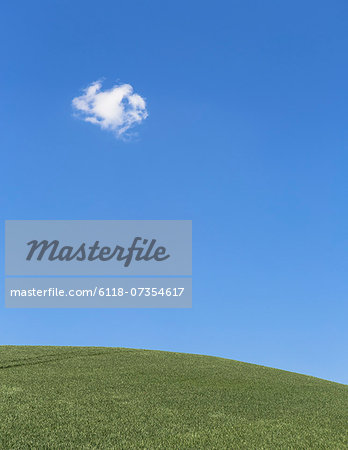 A delicate small cloud high in the sky over field of lush, green wheat, near Pullman.