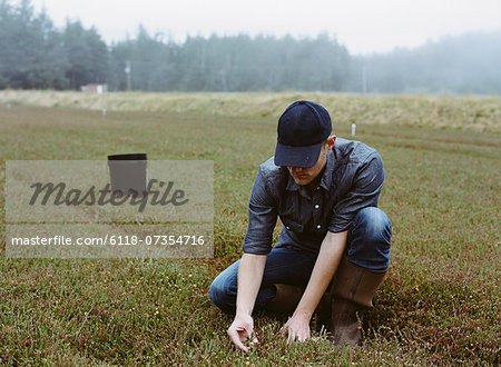 A cranberry farm in Massachusetts. Crops in the fields. A young man working on the land, harvesting the crop.