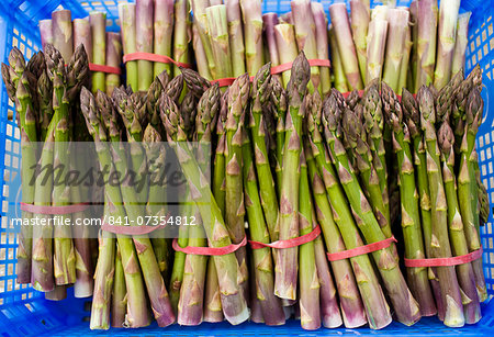 Bunches of freshly picked asparagus at Revills Farm in the Vale of Evesham, Worcestershire, UK