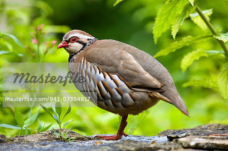 Red-legged French Partridge, UK Red-legged French Partridge, UK