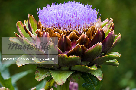 Globe artichoke, Cynara Scolymus Glauca, vegetable growing in kitchen garden, Sussex