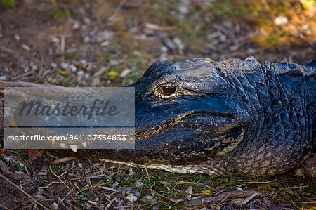 Alligator in The Everglades, Florida, USA