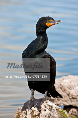 Cormorant, Everglades, Florida, United States of America