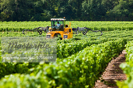 Man at work with vine tractor crop-spraying vines in a vineyard at Parnay, Loire Valley, France