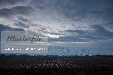 Pink-footed geese in the sky at sunset over Holkham saltmarshes, North Norfolk, UK