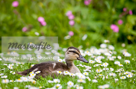 Mallard duckling among daisies in meadow in The Cotswolds, Oxfordshire, England, United Kingdom