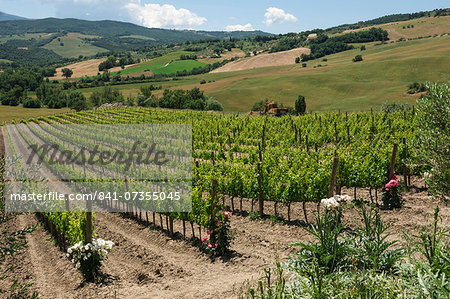 Vineyard with roses, traditionally planted to give early warning of vine disease, Val d'Orcia, Tuscany, Italy, Europe