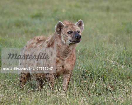 Spotted hyena (spotted hyaena) (Crocuta crocuta), Ngorongoro Crater, Tanzania, East Africa, Africa