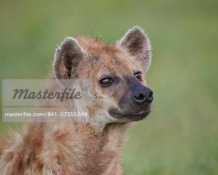 Spotted hyena (spotted hyaena) (Crocuta crocuta), Ngorongoro Crater, Tanzania, East Africa, Africa