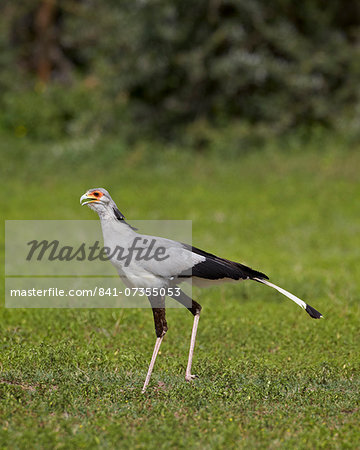 Secretarybird (Sagittarius serpentarius), Ngorongoro Crater, Tanzania, East Africa, Africa