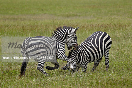 Two Common zebra (plains zebra) (Burchell's zebra) (Equus burchelli) fighting, Ngorongoro Crater, Tanzania, East Africa, Africa