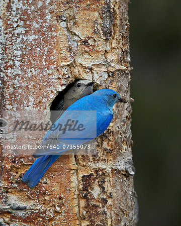 Mountain bluebird (Sialia currucoides) pair at their nest, Yellowstone National Park, Wyoming, United States of America, North America