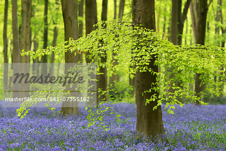 Bluebells (Hyacinthoides non-scripta) growing in a mature beech tree woodland in spring, West Woods, Wiltshire, England, United Kingdom, Europe