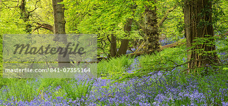 Bluebell woodland in Priors Wood, Portbury, Avon, England, United Kingdom, Europe