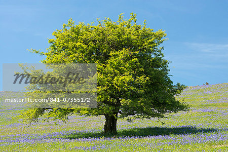 Hawthorn tree and bluebells flowering on Holwell Lawn, Dartmoor, Devon, England, United Kingdom, Europe