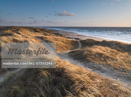 Beautiful light on the dunes on a winter morning at Winterton, Norfolk, England, United Kingdom, Europe