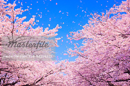 CG Image of Cherry Blossoms Blowing in the Wind