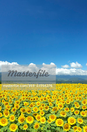 Sunflower Field, Akeno, Yamanashi Prefecture, Japan