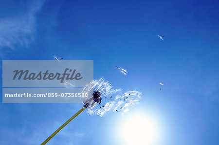 Dandelion fluff in the wind