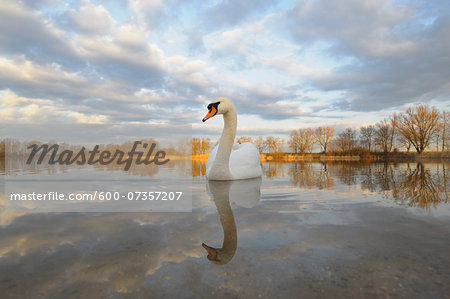 Mute Swan (Cygnus olor) on Lake, Hesse, Germany