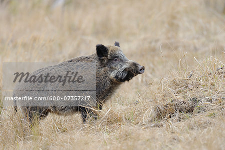 Wild Boar (Sus scrofa), Spessart, Bavaria, Germany