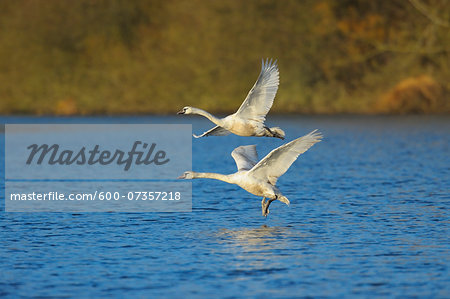 Mute Swans (Cygnus olor) Flying over Lake, Hesse, Germany