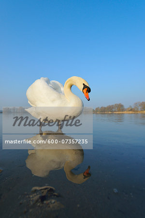 Mute Swan (Cygnus olor) on Lake, Hesse, Germany