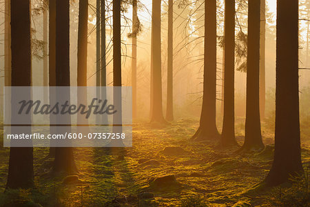 Spruce Forest in Early Morning Mist at Sunrise, Odenwald, Hesse, Germany