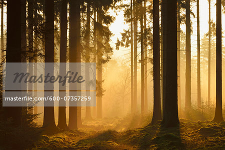 Spruce Forest in Early Morning Mist at Sunrise, Odenwald, Hesse, Germany