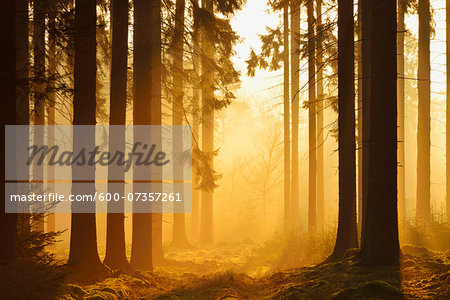 Spruce Forest in Early Morning Mist at Sunrise, Odenwald, Hesse, Germany Spruce Forest in Early Morning Mist at Sunrise, Odenwald, Hesse, Germany
