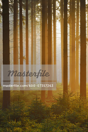 Spruce Forest in Early Morning Mist at Sunrise, Odenwald, Hesse, Germany