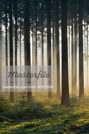 Spruce Forest in Early Morning Mist at Sunrise, Odenwald, Hesse, Germany Spruce Forest in Early Morning Mist at Sunrise, Odenwald, Hesse, Germany