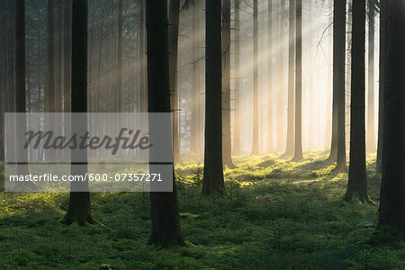 Spruce Forest in Early Morning Mist at Sunrise, Odenwald, Hesse, Germany