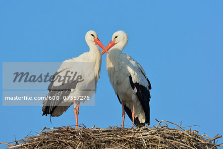 White Storks (Ciconia ciconia) on Nest, Hesse, Germany White Storks (Ciconia ciconia) on Nest, Hesse, Germany