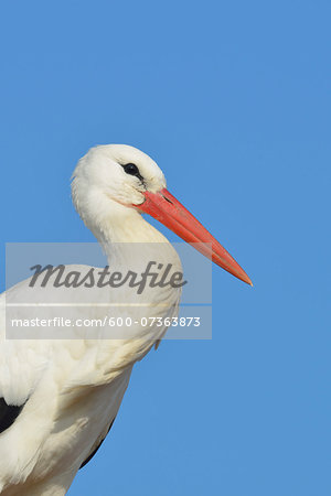 Portrait of White Stork (Ciconia ciconia), Hesse, Germany Portrait of White Stork (Ciconia ciconia), Hesse, Germany