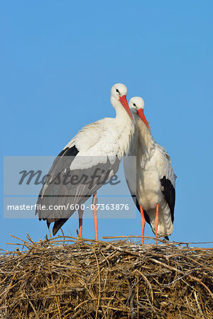 White Storks (Ciconia ciconia) on Nest, Hesse, Germany