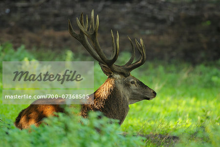 Male Red Deer (Cervus elaphus), Lower Saxony, Germany