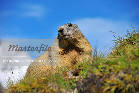 Alpine Marmot (Marmota marmota), Hohe Tauern National Park, Grossglockner High Alpine Road, Carinthia, Austria