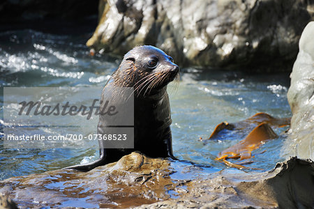 New Zealand Fur Seal (Arctocephalus forsteri) on Rocks, Half Moon Bay, Canterbury, South Island, New Zealand