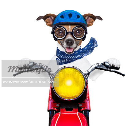 motorbike dog at speed with helmet and crazy glasses