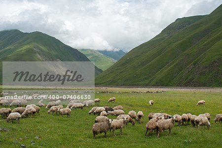 This is a green meadow with sheep. Mountains are in the background.