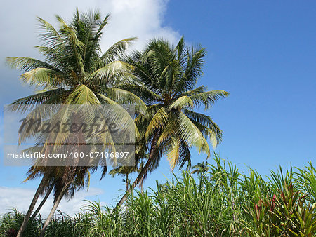 Palm Trees and Cane, Guadeloupe, Caribbean